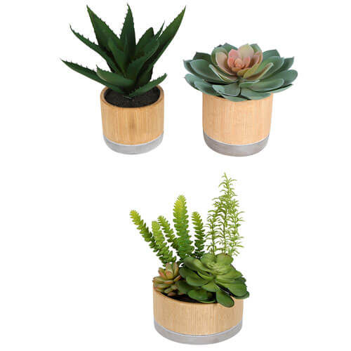 Sensi Succulents in Hex Pot 2 Assorted