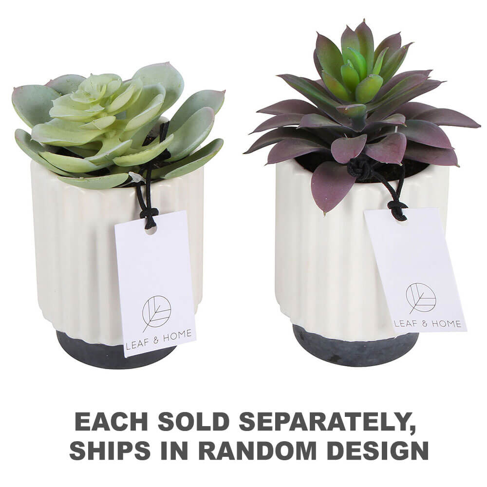 Sensi Succulents in Hex Pot 2 Sortiert